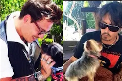 johnny depp con i suoi cani in australia minaccia