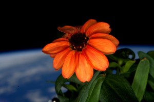 fiore nello spazio di scott kelly il primo fiore sbocciato nello spazio