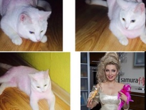 la modella russa tinge il suo gatto di rosa polemica sul web