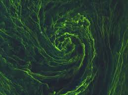 tempesta di alghe un ciclone verde nel mar baltico