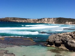 isola dei canguri kangaroo island australia costa